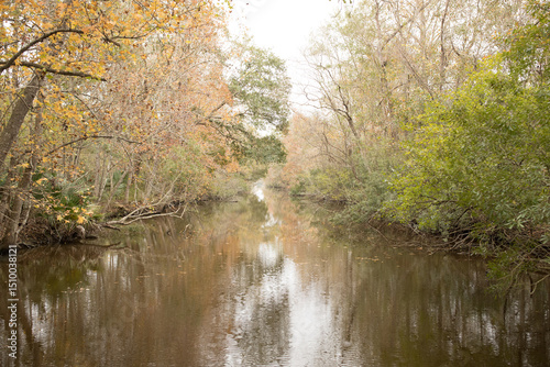 ouisiana wetlands shows a mysterious, lush landscape dominated by still, reflective waters and stands of cypress and tupelo gum trees, their roots submerged in the swamp