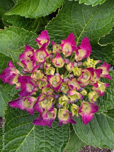 Close-up of Blooming Purple-Green Hydrangea Cluster with Leaf Background