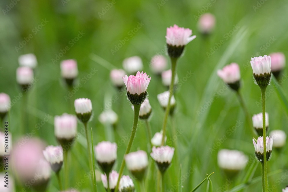 Fototapeta premium Group of daisy flowers in an unmown lawn (Bellis perennis) with closed blossoms.