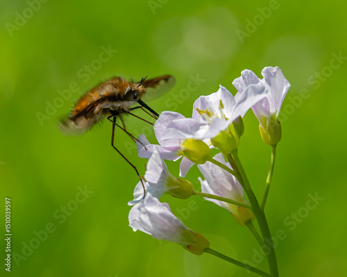 Wollschweber fliegt die Blüten des Wiesenschaumkrauts ab photo