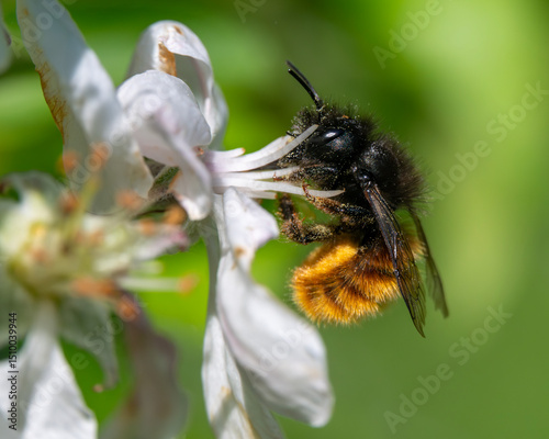 Gehörnte Mauerbiene besucht die Blüten eines Apfelbaumes