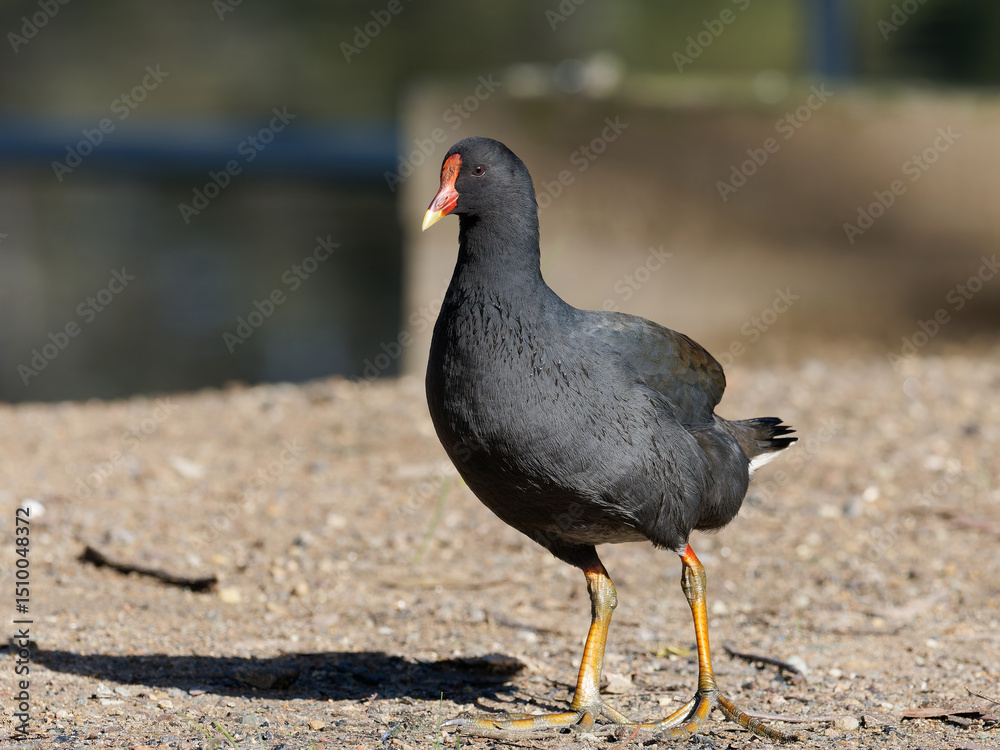Dusky Moorhen (Gallinula tenebrosa) roaming on a dirt surface foraging for food with bokeh background Dusky Moorhen (Gallinula tenebrosa) roaming on a dirt surface foraging for food with bokeh background