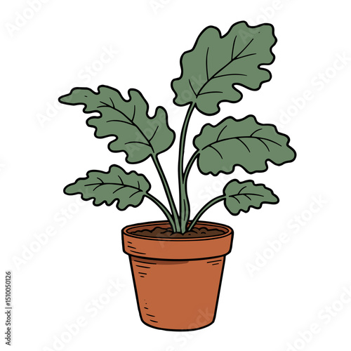 Potted plant with green leaves in terracotta pot on white background
