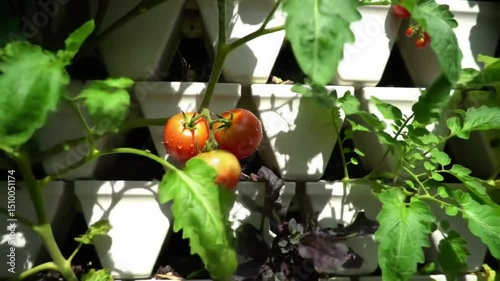 Tomatoes Growing In Vertical Pots Garden At Home Backyard