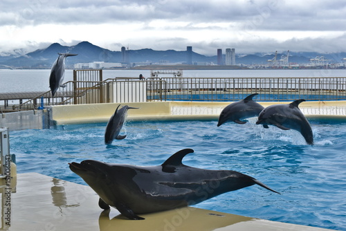イルカ　福岡　水族館