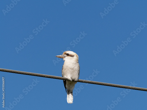 Laughing kookaburra (Dacelo novaeguineae) perched on powerline wire with clear blue-sky background photo