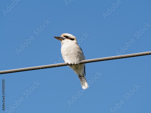 Laughing kookaburra (Dacelo novaeguineae) perched on powerline wire with clear blue-sky background photo