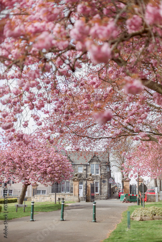 Scotland. The town of Dunfermline in spring. Cherry blossom