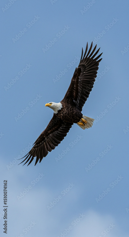 Fototapeta premium Eagle Flying Against Blue Sky