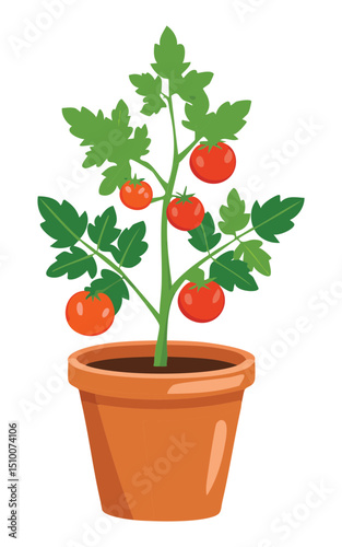 Potted Tomato Plant - Red Tomatoes