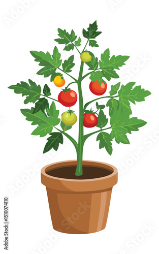 Growing tomato vegetable plant illustration