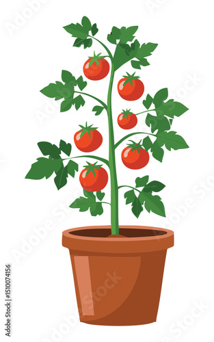 Tomato plant