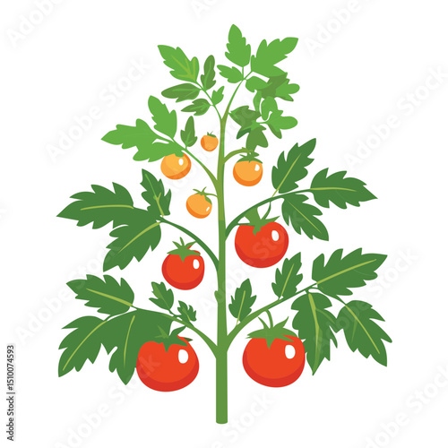 Tomato plant growing in garden