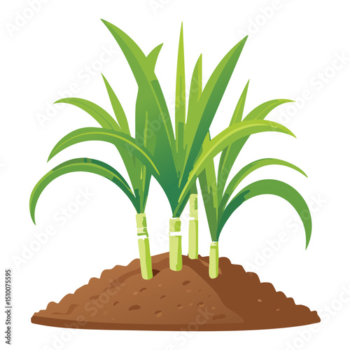 Growing Sugarcane Plants on Earth Mound