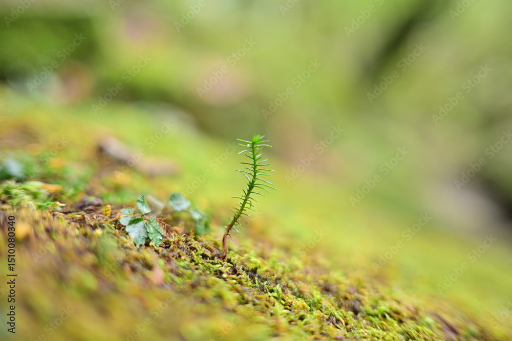 Fototapeta premium moss on the ground