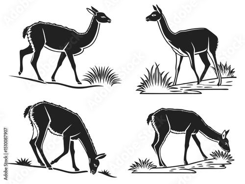 Black and white vector illustrations of grazing llamas in various poses on a grassy landscape