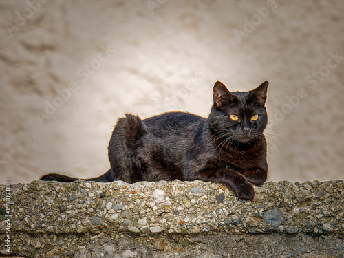 Fototapeta Naklejka Na Ścianę i Meble -  Black cat lounging in Sitia's sunlit streets