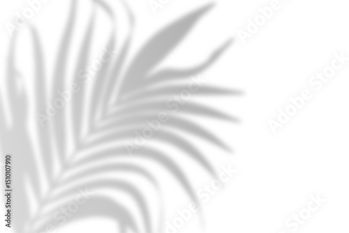 Realistic shadow from palm leaves isolated on a transparent background with copy space. Tropic concept with coconut leaf shadow. Vector illustration

