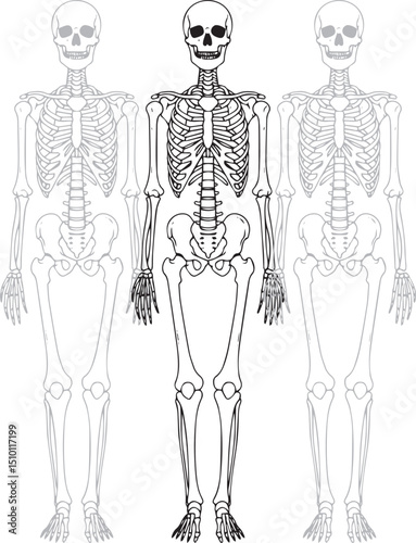 Full Human Skeleton Anatomy Line Art Illustration