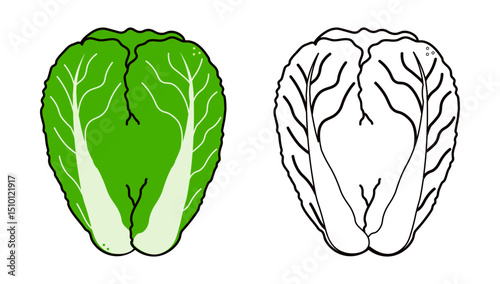 Napa Cabbage illustration featuring vibrant green rendition and detailed black and white line drawing