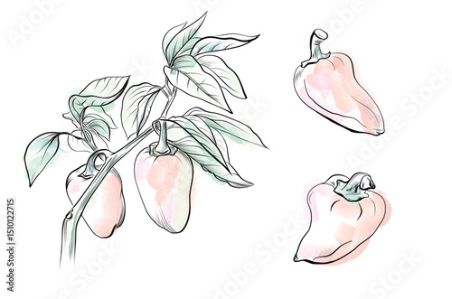 Watercolor bell pepper vegetable set illustration food clipart