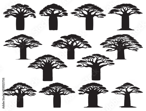 BAOBAB TREES SILHOUETTE