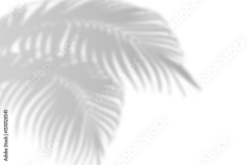 Realistic shadow from palm leaves isolated on a transparent background with copy space. Tropic concept with coconut leaf shadow. Vector illustration