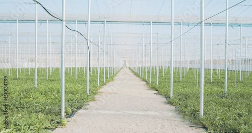 Watermelon plants growing in greenhouse: agriculture industry
