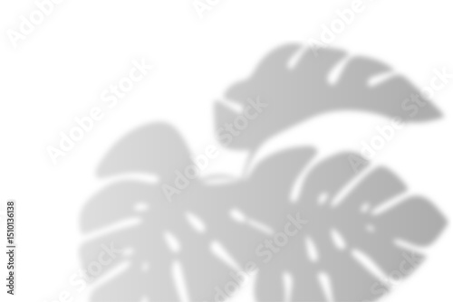 Realistic shadow from palm leaves isolated on a transparent background with copy space. Tropic concept with plant monstera leaf leaves shadow. Vector illustration