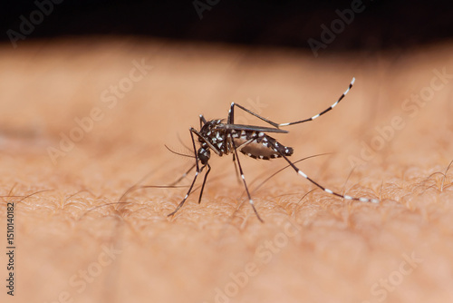 Asian tiger mosquito sucking blood from human skin