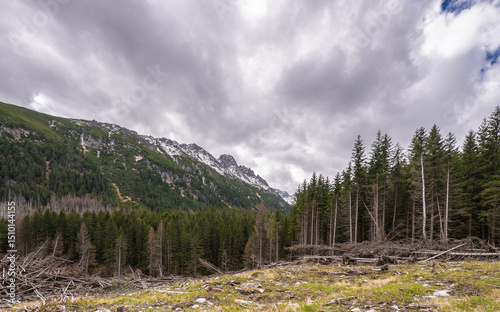 Fototapeta Naklejka Na Ścianę i Meble -  Scenic landscape of the Tatra Mountains in Poland with lush coniferous forest under blue  sky with some clouds
