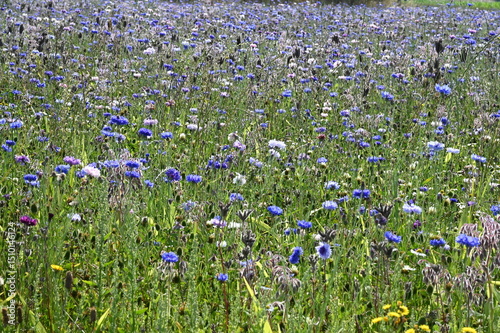 Fototapeta Naklejka Na Ścianę i Meble -  Kornblumen auf einer Wiese
