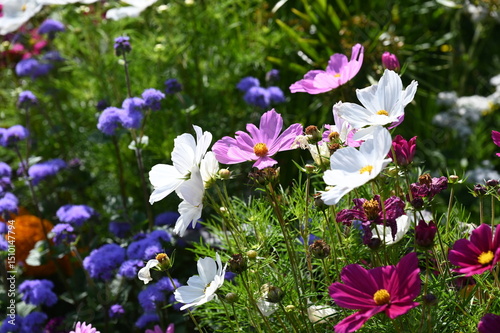 Sommerblumenbeet photo