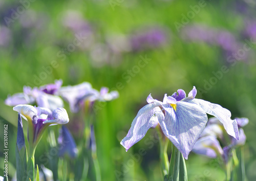 公園に咲く花菖蒲
