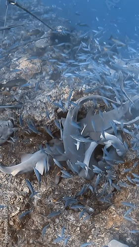 Witness the excitement as big sharks and colorful fish engage in a feeding frenzy, surrounded by vibrant coral reefs in the crystal-clear waters of Fiji's underwater paradise.