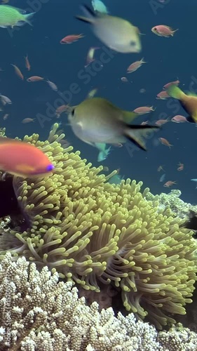 Encounter a lively school of clownfish nestled within their sea anemone home, surrounded by a mosaic of colorful coral fish, showcasing the stunning marine biodiversity of Maldives.