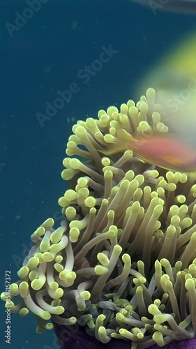 Discover the colorful world beneath the waves where clownfish find refuge in sea anemones while vibrant coral fish swim gracefully, showcasing the stunning marine life of the Maldives.