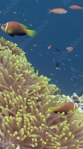 In the Maldives' clear waters, a vibrant orange clownfish thrives among the waving tentacles of its sea anemone, highlighting the beauty of colorful underwater ecosystems.
