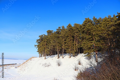 Landscape, winter pine forest on the edge of a slope