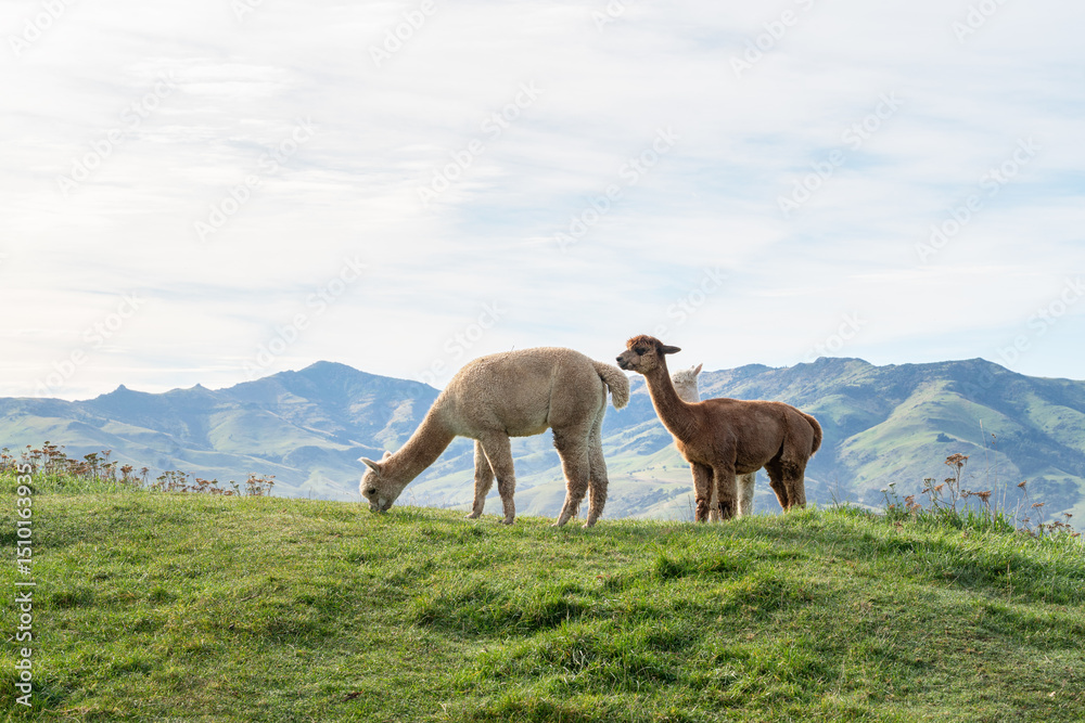 Fototapeta premium Adorable alpacas grazing peacefully on a sunny farm day.