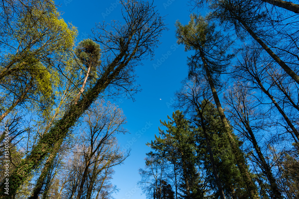 Fototapeta premium Bäume im Wald