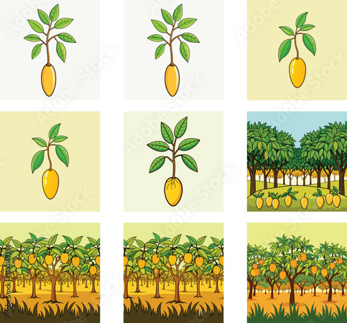 Cartoon Style Mango Tree Growing Stages And Farm Illustration Collection Vector