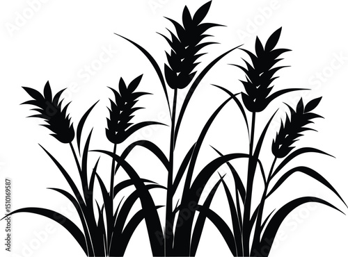 Rice plants silhouette, Paddy plant silhouette design vector art illustration