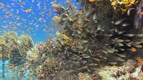Mesmerizing view of lively coral reef filled with diverse marine life. Schools of shimmering fish dart among corals under bright sunlight, showcasing beauty of underwater ecosystems.