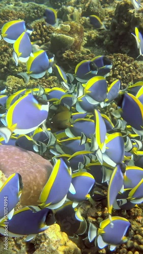 Witness vibrant school of fish gliding gracefully through serene waters of Maldives. Enchanting colors and fluid movements create breathtaking underwater ballet, mesmerizing all who observe.