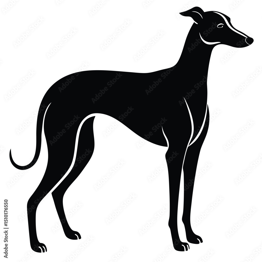 Obraz premium whippet vector sihouette