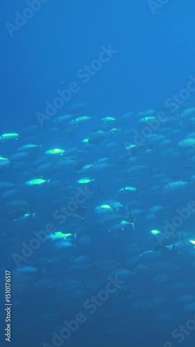 Experience mesmerizing beauty of school of fish gliding smoothly through vibrant blue waters of Maldives.