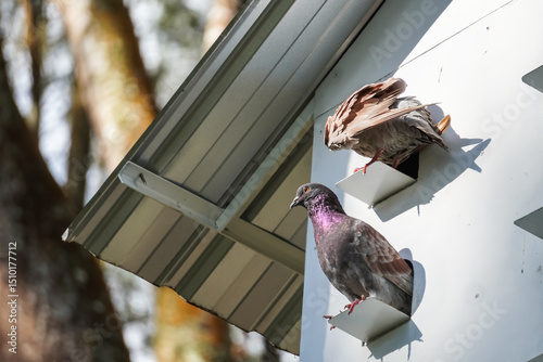 The pigeons perch and roost in the pigeon coop, resting while grooming themselves. Concept world animal day photo