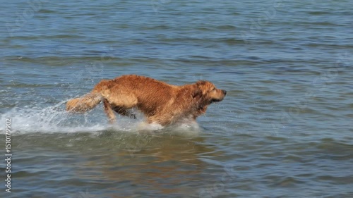 slow motion jumping and running golden retriever mongrel in shallow sea water on a sunny day, close-up and side view