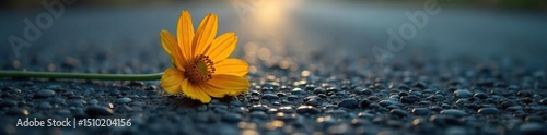 A somber image depicting a single, wilted flower lying on asphalt, symbolizing the fragility of life and the finality of death due to injury , asphalt, funeral, finality